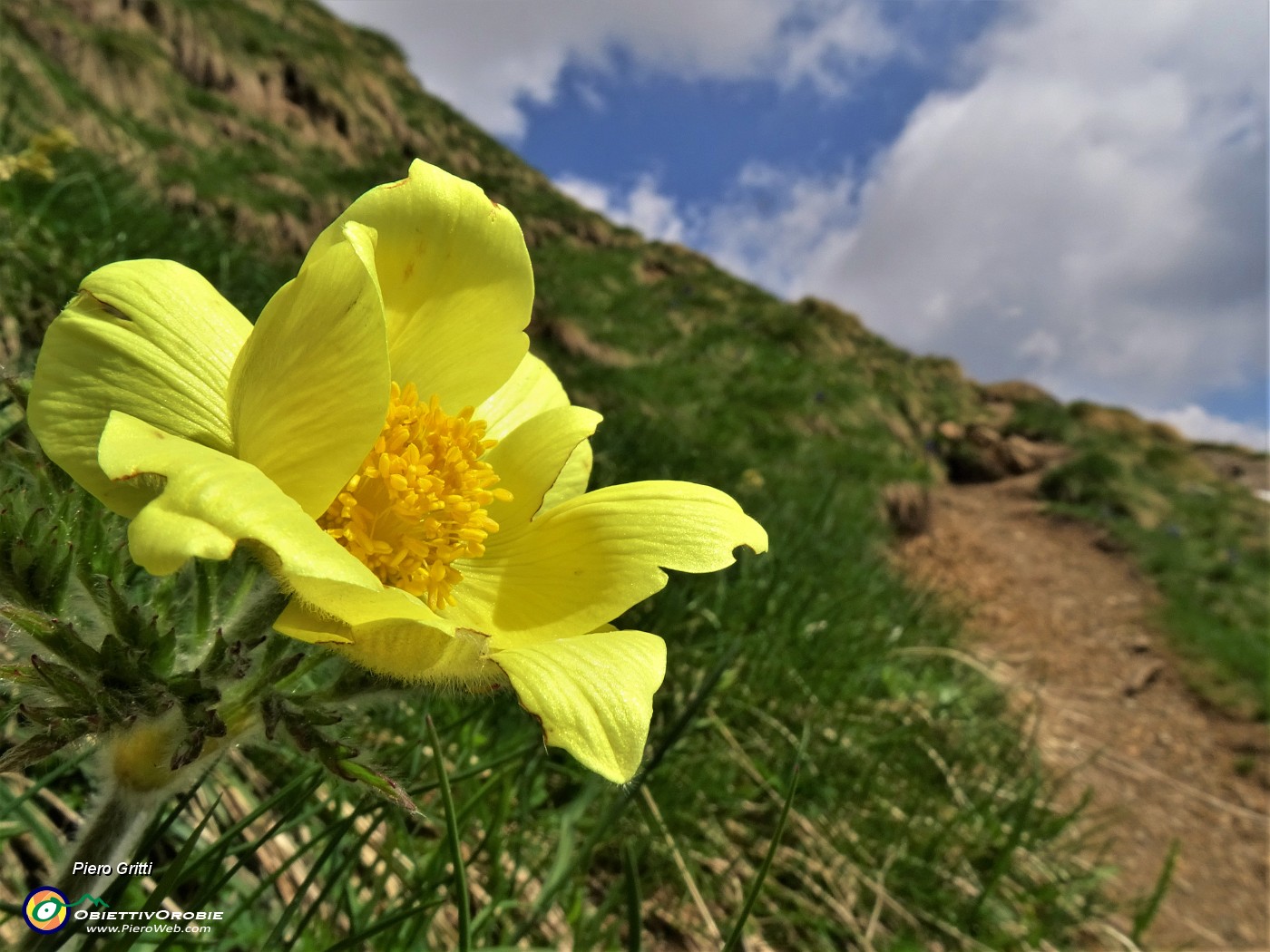 02 Pulsatilla alpina sulphurea (Anemone sulfureo).JPG